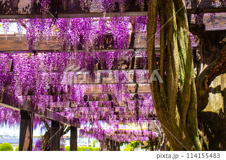 【京都風景】気品のある紫の花 鳥羽の藤 【京都風景】気品のある紫の花 鳥羽の藤 114155483