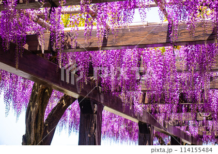 【京都風景】気品のある紫の花 鳥羽の藤 【京都風景】気品のある紫の花 鳥羽の藤 114155484