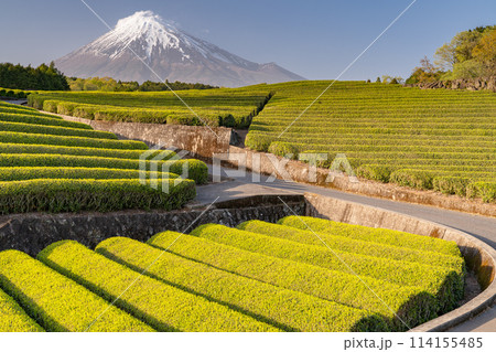 《静岡県》富士山と茶畑の風景 114155485