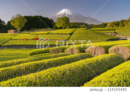 《静岡県》富士山と茶畑の風景 114155493
