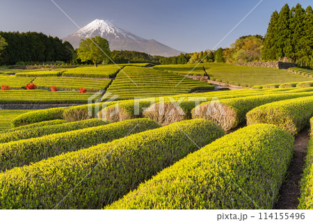 《静岡県》富士山と茶畑の風景 《静岡県》富士山と茶畑の風景 114155496