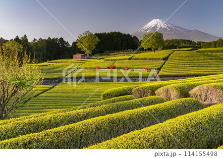 《静岡県》富士山と茶畑の風景 《静岡県》富士山と茶畑の風景 114155498