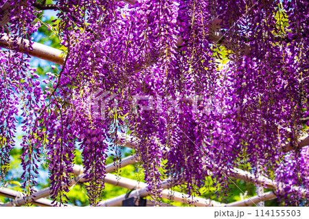 【京都風景】気品のある紫の花　鳥羽の藤 114155503