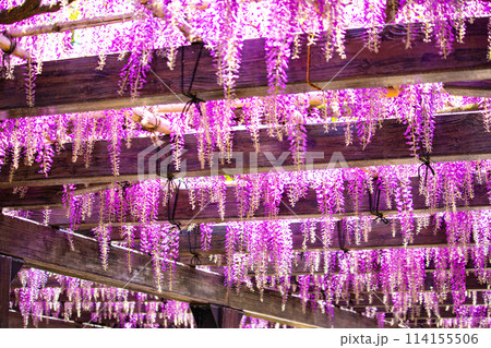 【京都風景】気品のある紫の花 鳥羽の藤 【京都風景】気品のある紫の花 鳥羽の藤 114155506