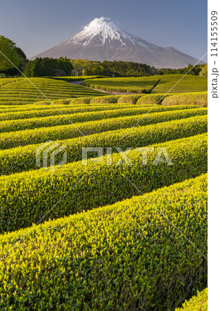 《静岡県》富士山と茶畑の風景 114155509