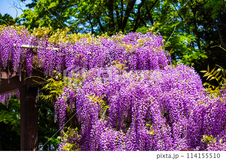 【京都風景】気品のある紫の花　鳥羽の藤 114155510