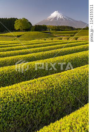 《静岡県》富士山と茶畑の風景 114155511