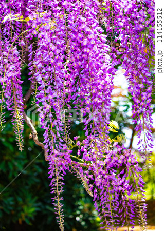 【京都風景】気品のある紫の花　鳥羽の藤 114155512