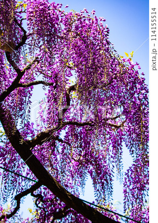 【京都風景】気品のある紫の花　鳥羽の藤 114155514