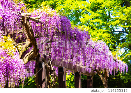 【京都風景】気品のある紫の花　鳥羽の藤 114155515