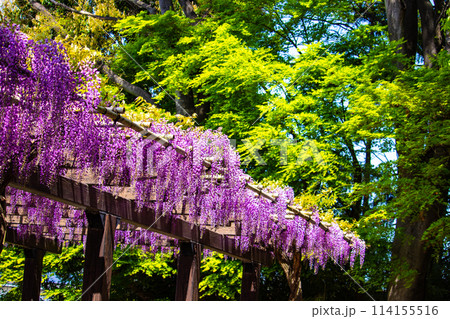 【京都風景】気品のある紫の花　鳥羽の藤 114155516