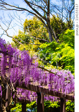 【京都風景】気品のある紫の花　鳥羽の藤 114155517