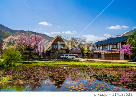 春の白川郷と桜 114155522