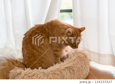 窓辺の猫　茶トラ猫 114155527