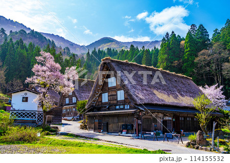 春の白川郷と桜 春の白川郷と桜 114155532
