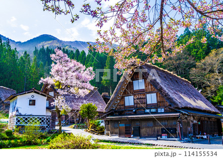 春の白川郷と桜 114155534
