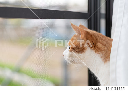 窓から外を眺める猫 茶トラ白 窓から外を眺める猫 茶トラ白 114155535