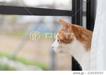 窓から外を眺める猫 茶トラ白 窓から外を眺める猫 茶トラ白 114155537