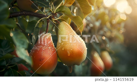 Fresh dew-kissed pears hanging in orchard at sunrise. Close-up of ripe fruit in natural setting, depicting freshness, organic farming, and harvest season. Ideal for food-related content. AI 114155619