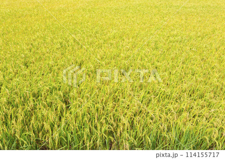 Golden yellow seeds in rice fields waiting for harvest. Golden yellow seeds in rice fields waiting for harvest. 114155717