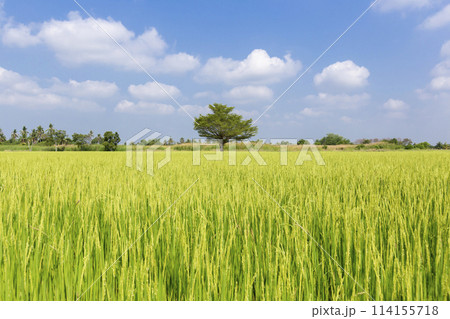 Rice crop soon to be harvested in the farmland and blue sky. Rice crop soon to be harvested in the farmland and blue sky. 114155718