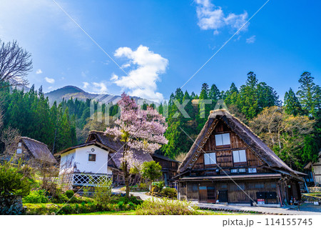 春の白川郷と桜 春の白川郷と桜 114155745
