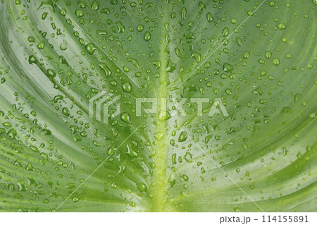 Close-up rain drops on green leaf, water and nature background. Close-up rain drops on green leaf, water and nature background. 114155891