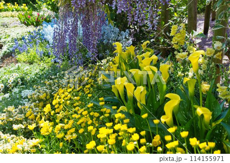 あしかがフラワーパークの花々 あしかがフラワーパークの花々 114155971