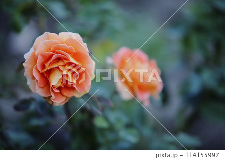 荒尾市 おもやい市民花壇 バラの花、 荒尾市 おもやい市民花壇 バラの花、 114155997