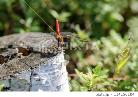 トンボ トンボ 114156104