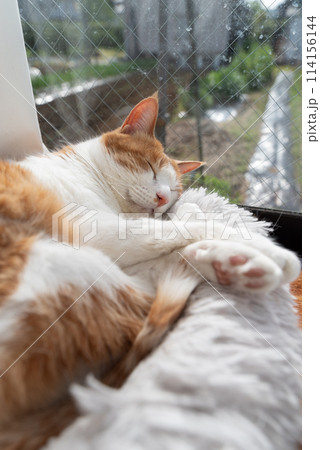 眠る猫　茶トラ白 114156144