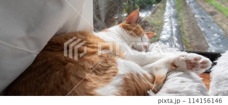 眠る猫 茶トラ白 眠る猫 茶トラ白 114156146