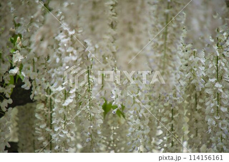 あしかがフラワーパークの藤棚 あしかがフラワーパークの藤棚 114156161