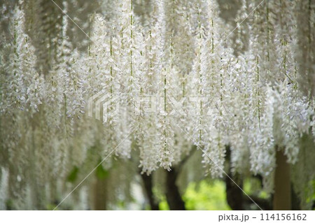 あしかがフラワーパークの藤棚 あしかがフラワーパークの藤棚 114156162