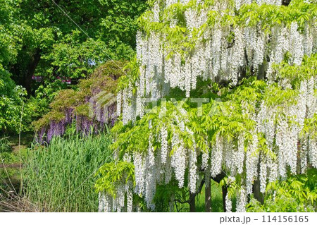 あしかがフラワーパークの藤棚 114156165