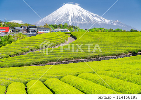 《静岡県》富士山と茶畑の風景 114156195