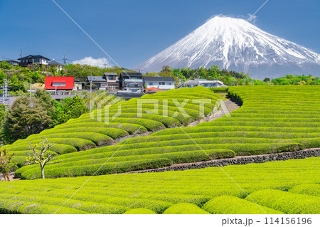 《静岡県》富士山と茶畑の風景 114156196