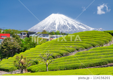 《静岡県》富士山と茶畑の風景 114156201