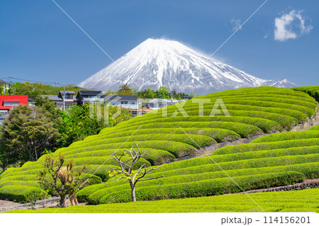 《静岡県》富士山と茶畑の風景 《静岡県》富士山と茶畑の風景 114156201