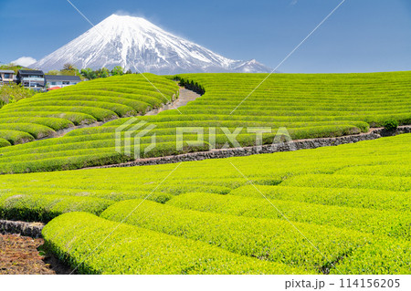 《静岡県》富士山と茶畑の風景 114156205