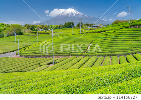 《静岡県》富士山と茶畑の風景 114156227