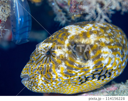 ケショウフグ 114156228