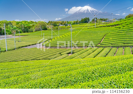 《静岡県》富士山と茶畑の風景 《静岡県》富士山と茶畑の風景 114156230