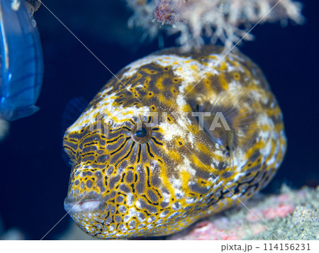 ケショウフグ 114156231