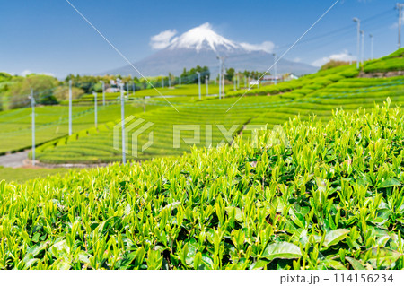 《静岡県》富士山と茶畑の風景 114156234