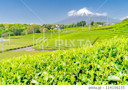 《静岡県》富士山と茶畑の風景 114156235
