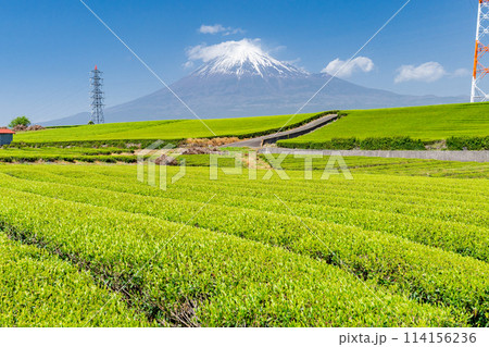 《静岡県》富士山と茶畑の風景 114156236