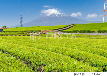 《静岡県》富士山と茶畑の風景 《静岡県》富士山と茶畑の風景 114156236