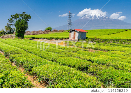 《静岡県》富士山と茶畑の風景 114156239
