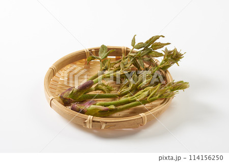 山菜タラの芽　白背景 114156250